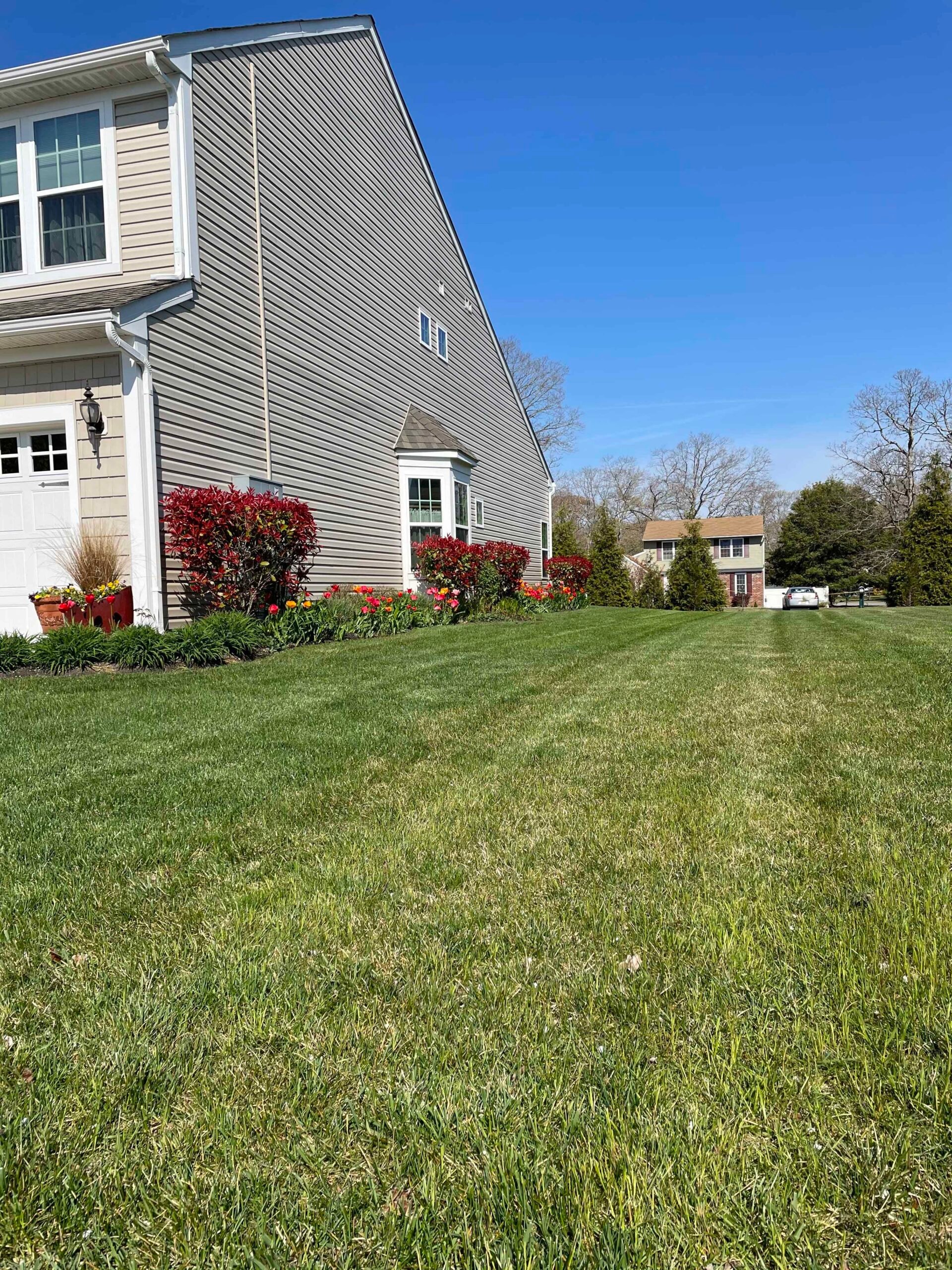 A freshly mowed residential lawn runs alongside a foundation planting bed featuring red knockout roses, red-leafed shrubs, ornamental grasses, and tulips in full spring bloom. The lawn shows distinct mow lines and the trees in the background are just leafi