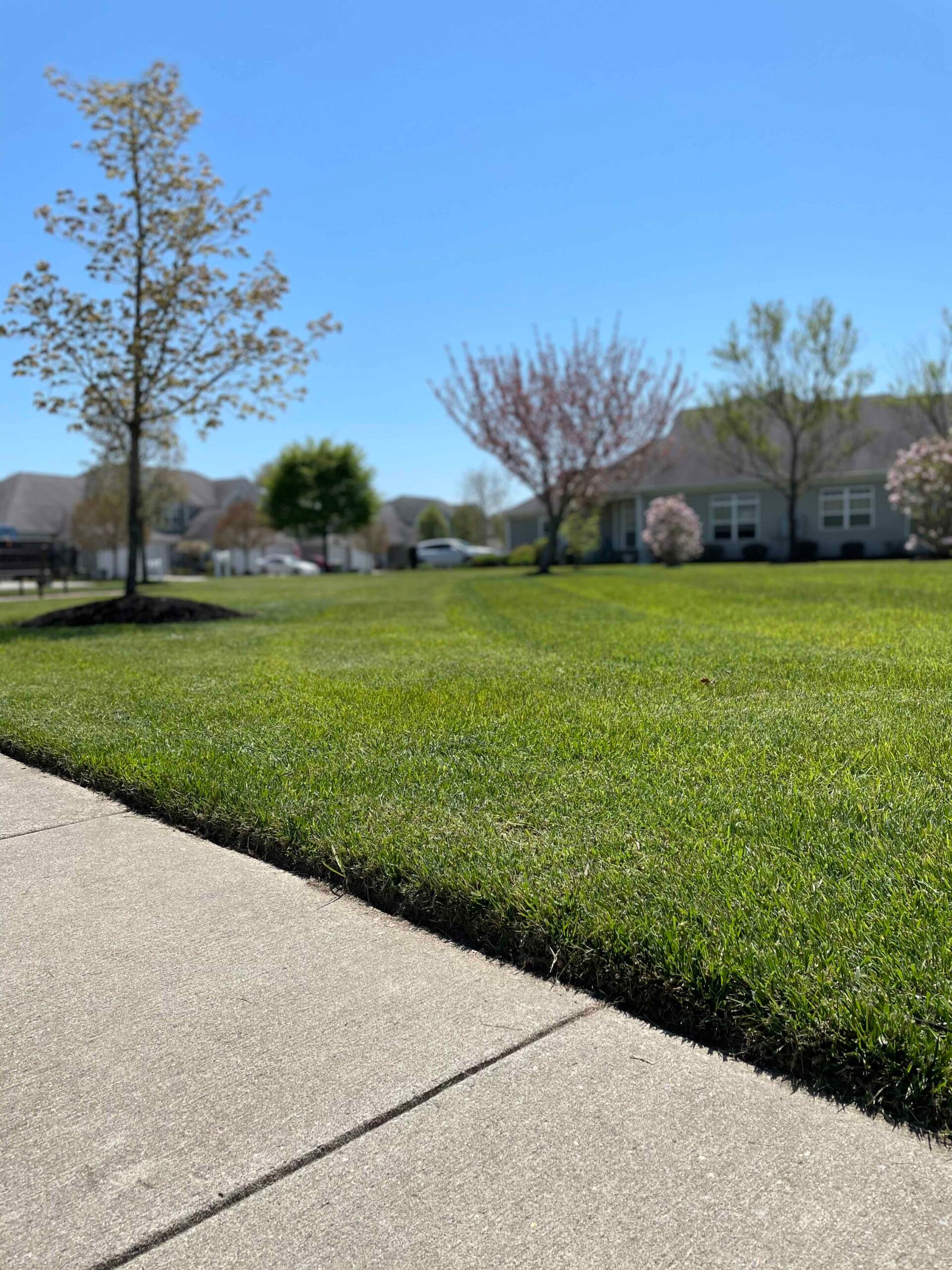 A residential front lawn is freshly mowed in a uniform pattern with a clean straight edge cut along a concrete sidewalk. Ornamental flowering trees including what appears to be a cherry or crabapple are blooming in the background. The photo is taken in spr