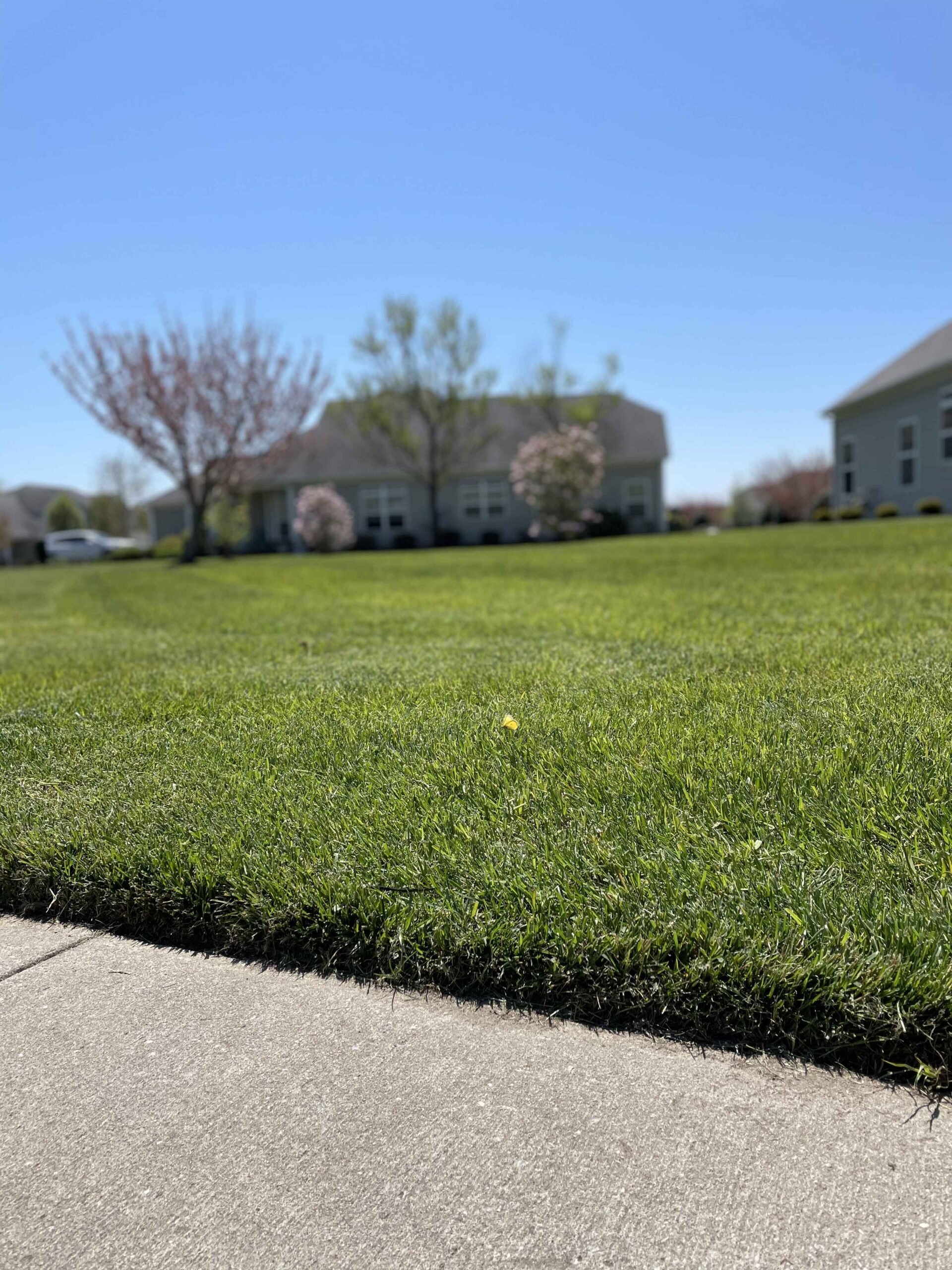 A wide, dense, freshly mowed residential lawn stretches toward a single-story home in the background. Flowering ornamental cherry or crabapple trees are in bloom along the property. The lawn is uniform and green with a concrete sidewalk edging the foregrou