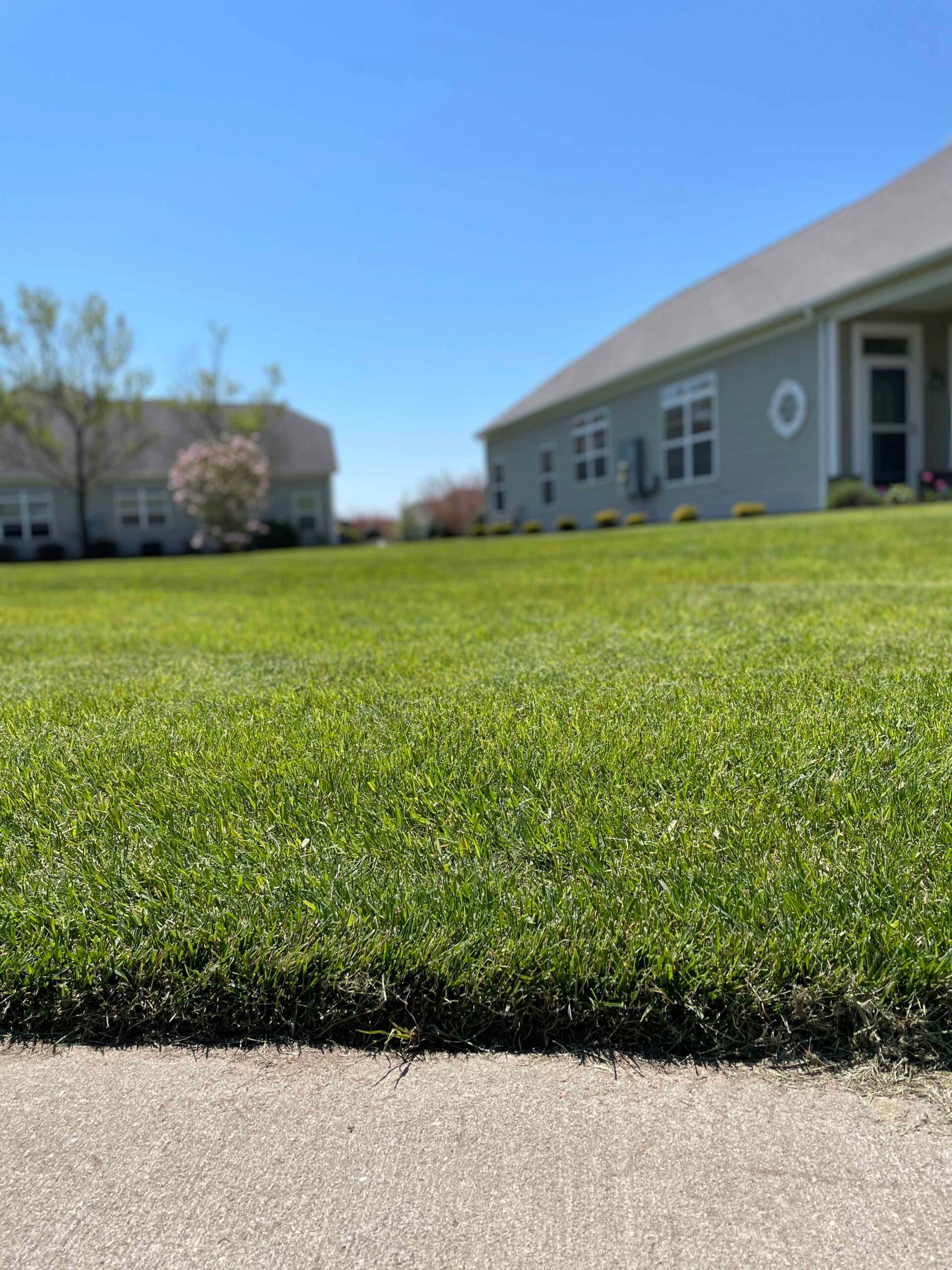 A dense, freshly mowed cool-season turf lawn stretches from a concrete curb toward a single-story residential home in early spring. The grass is uniformly cut and deep green with no visible weeds, and a flowering ornamental tree is visible in the backgroun