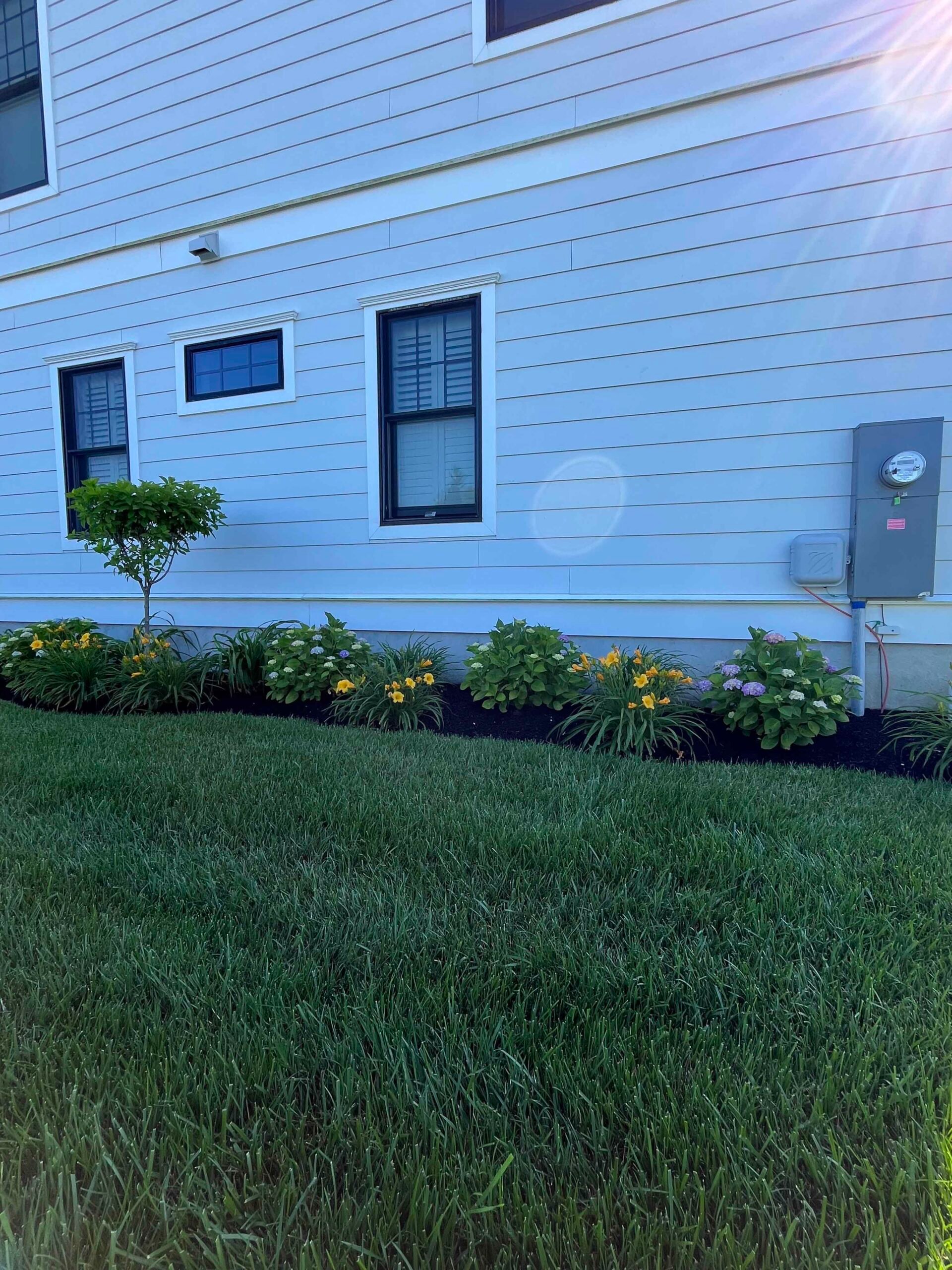 A foundation planting bed along a white-sided house features hydrangeas with blue and yellow blooms, daylilies, and a small ornamental tree, all mulched with dark black mulch against a freshly mowed green lawn.