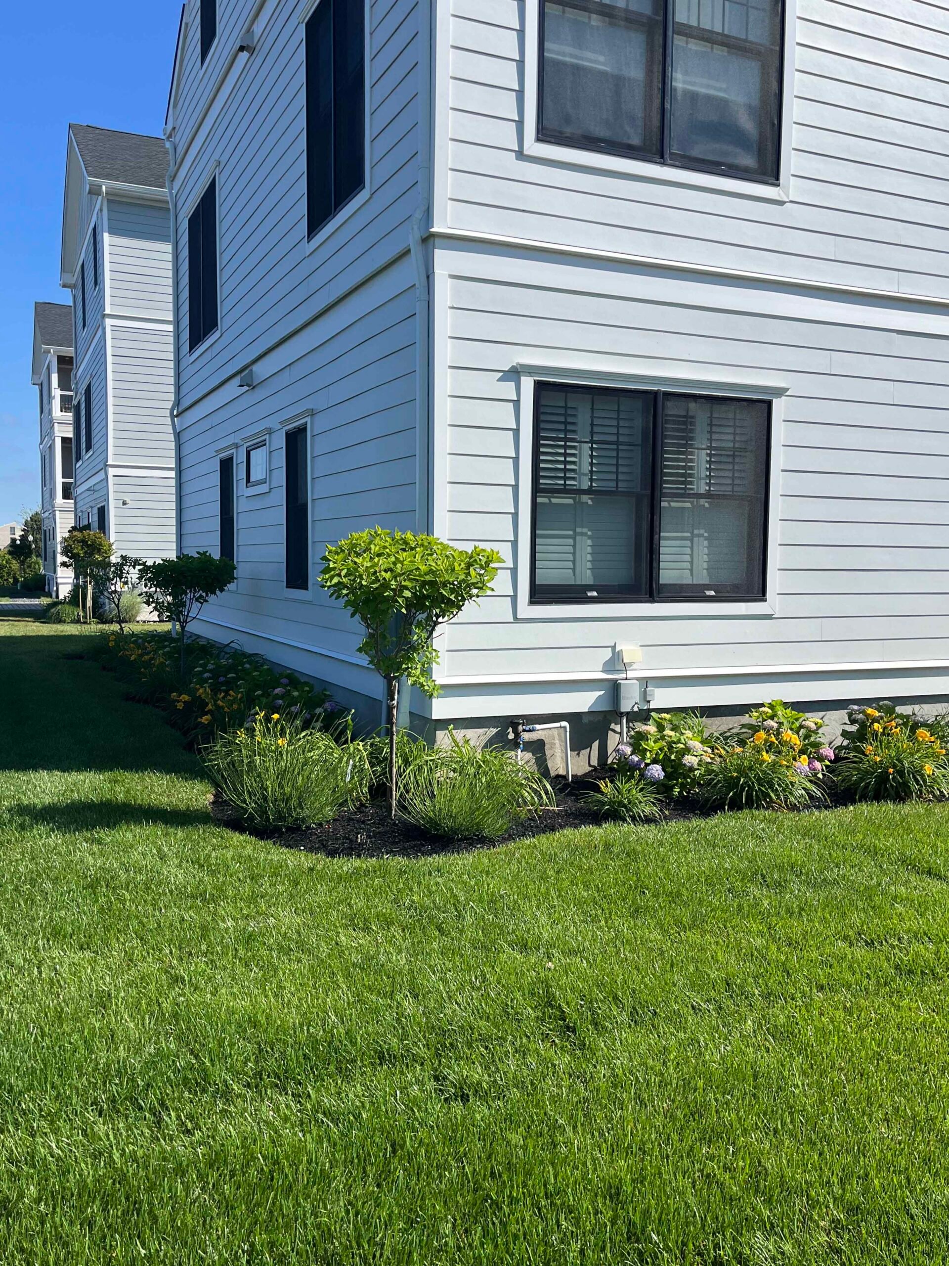 A foundation planting bed along the corner of a residential building contains a newly planted small ornamental tree, ornamental grasses, and blooming perennials including what appear to be black-eyed Susans or marigolds, all mulched with dark black mulch. 