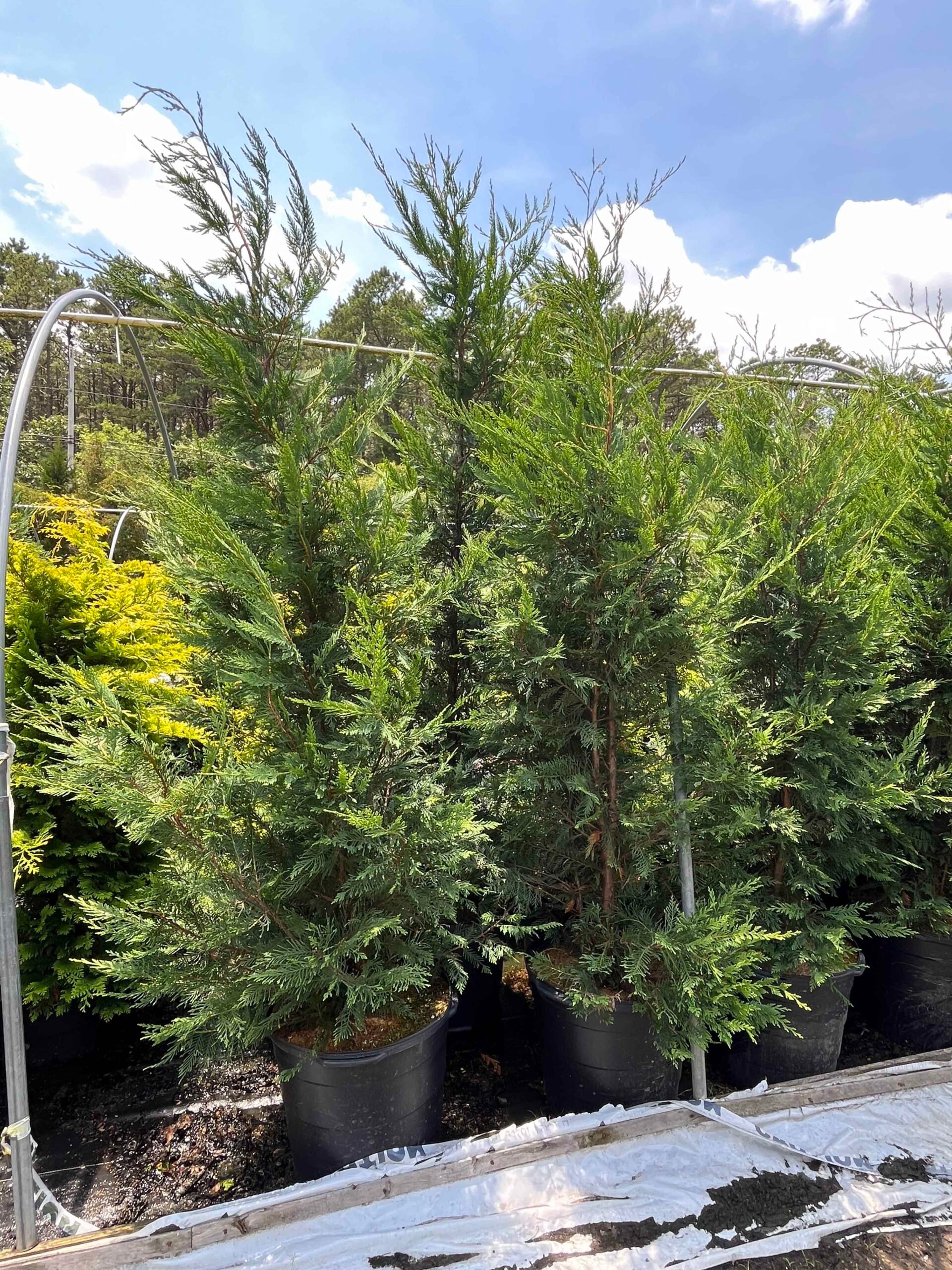 Several large Leyland cypress (x Cuprocyparis leylandii) trees in black nursery containers are grouped together at a nursery or staging area. The trees are approximately 8-10 feet tall with dense green foliage and golden cypress visible in the background.