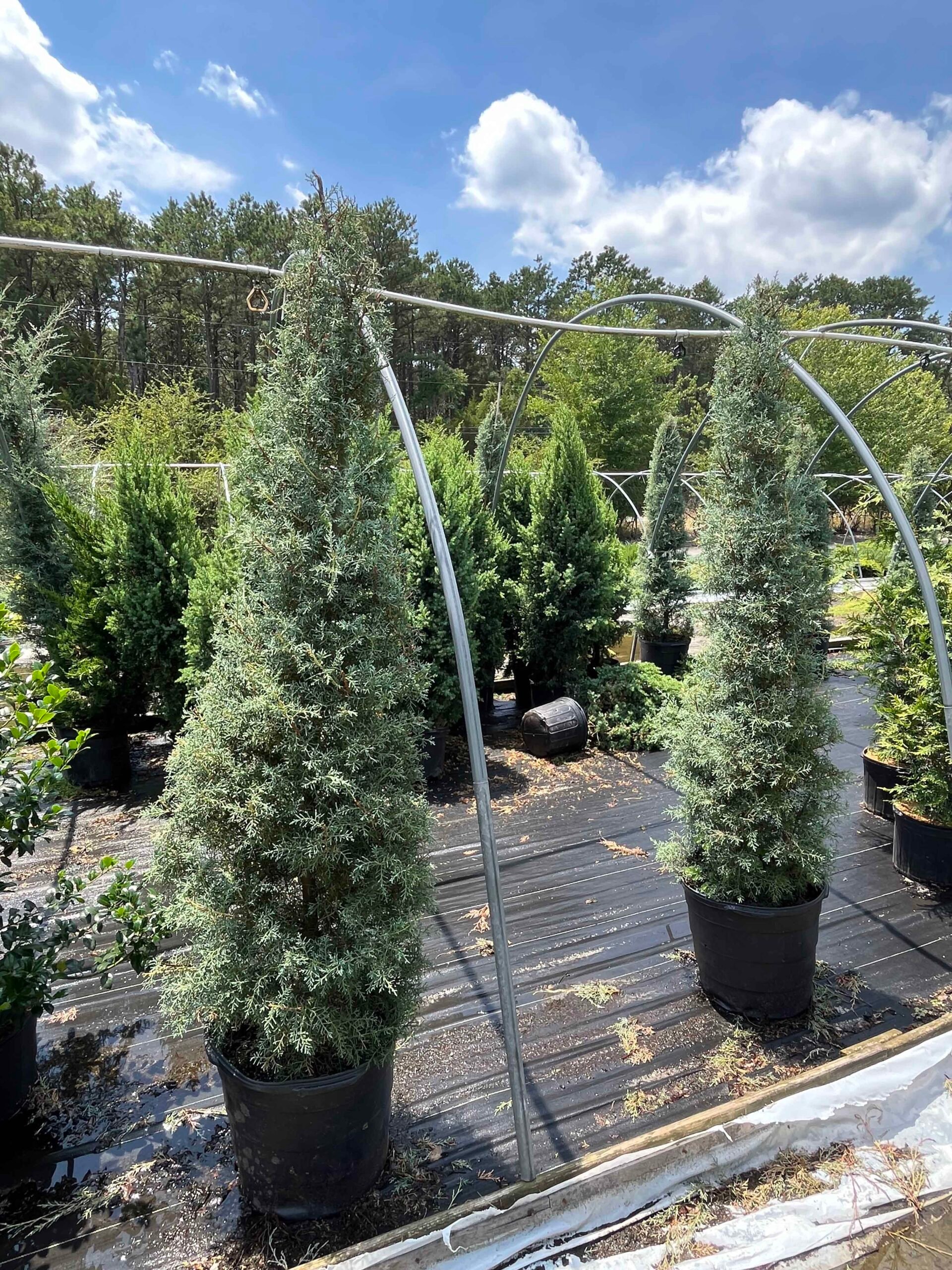 Multiple upright columnar arborvitae, likely Sky Pencil or Emerald Green variety, sit in black nursery containers under a greenhouse hoop frame awaiting installation. Trees display blue-green to silver-green foliage in a conical form.