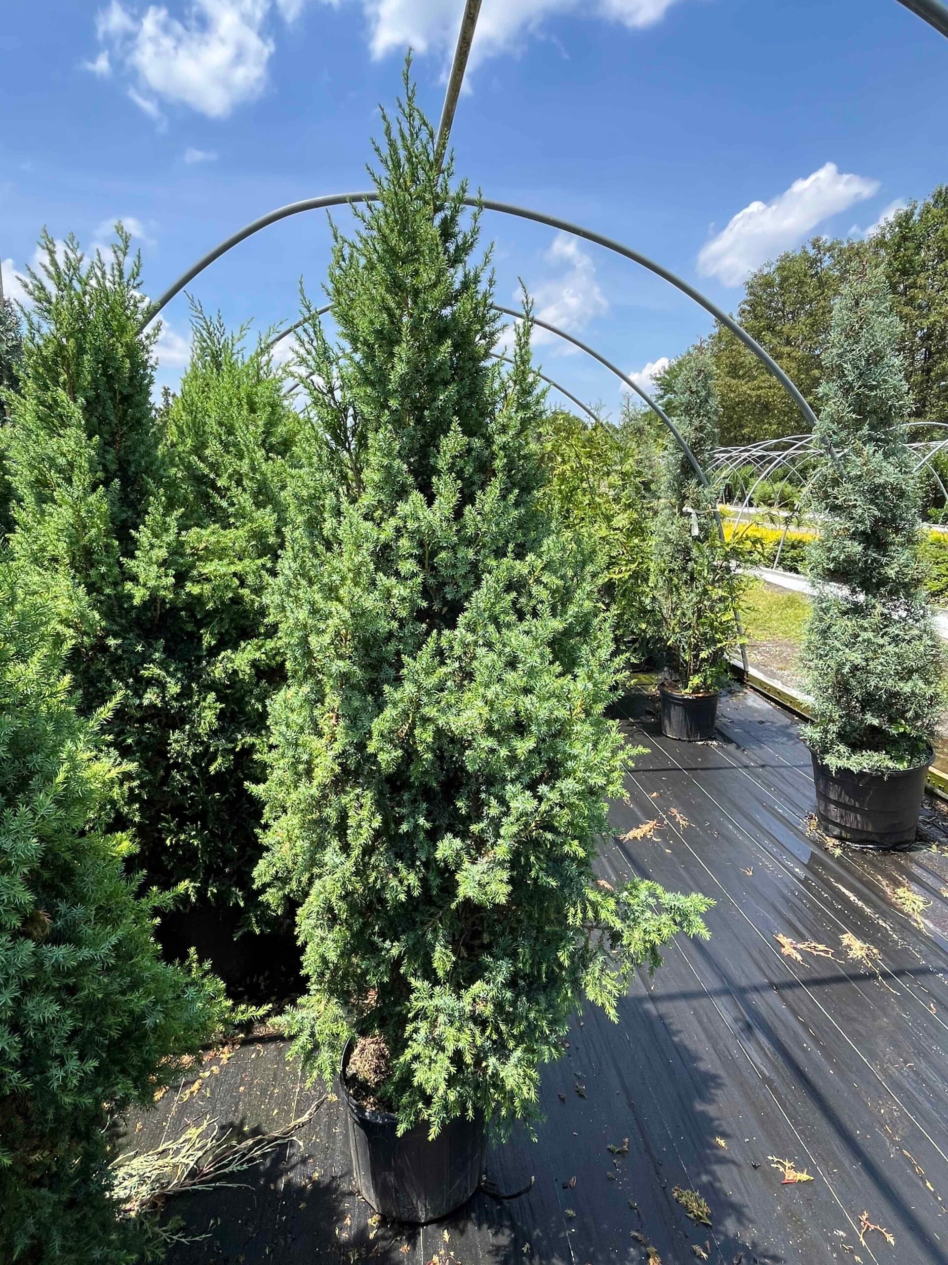 A tall, narrow columnar juniper (likely Juniperus scopulorum 'Skyrocket' or similar cultivar) stands in a black nursery container on a covered growing platform. Additional arborvitae and evergreen shrubs in containers are visible in the background under a 