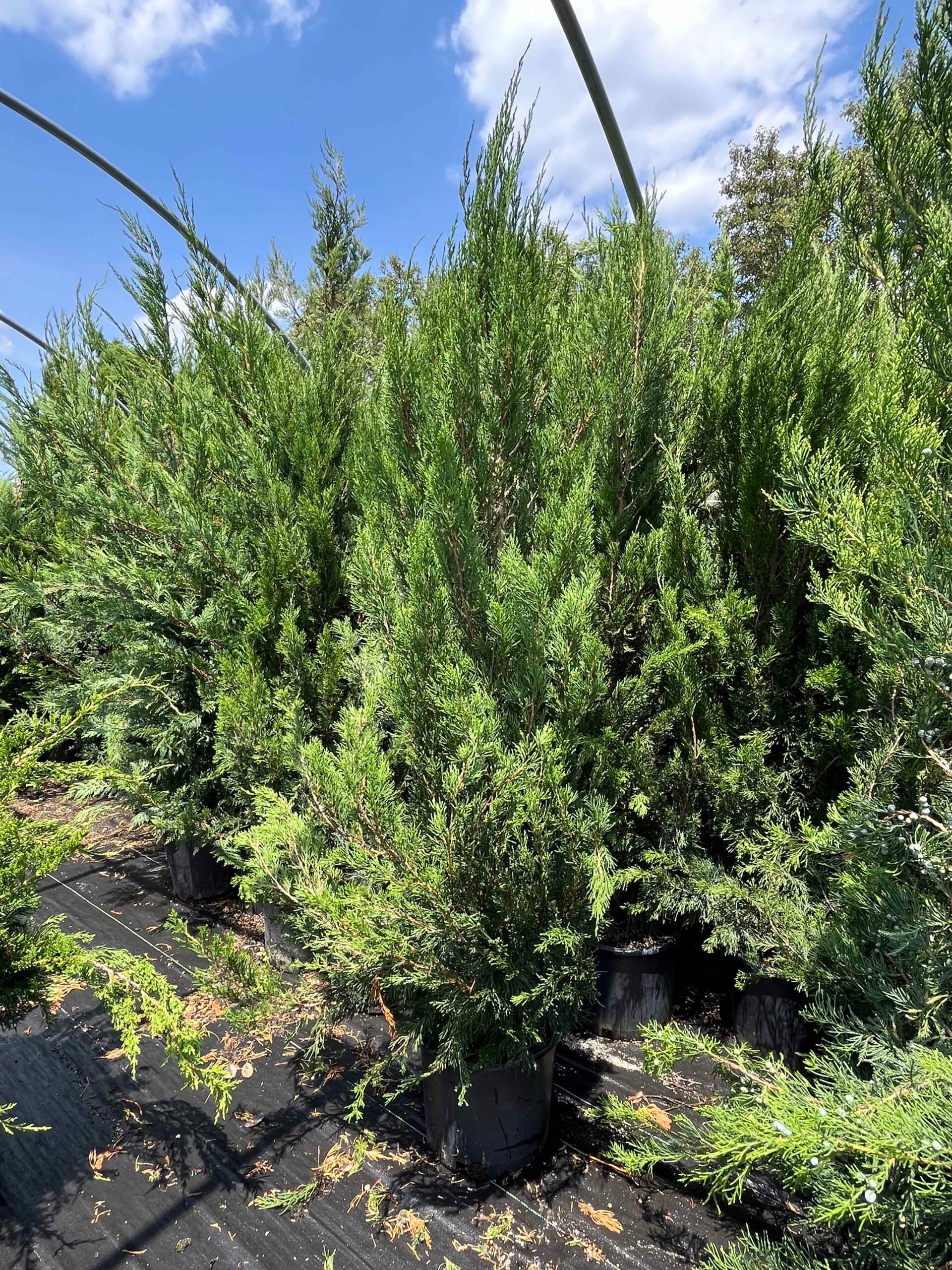 A grouping of tall, narrow upright junipers, consistent with Skyrocket or Blue Arrow cultivars, stand in black nursery containers on landscape fabric inside a greenhouse structure. Foliage is dense blue-green with a columnar habit.