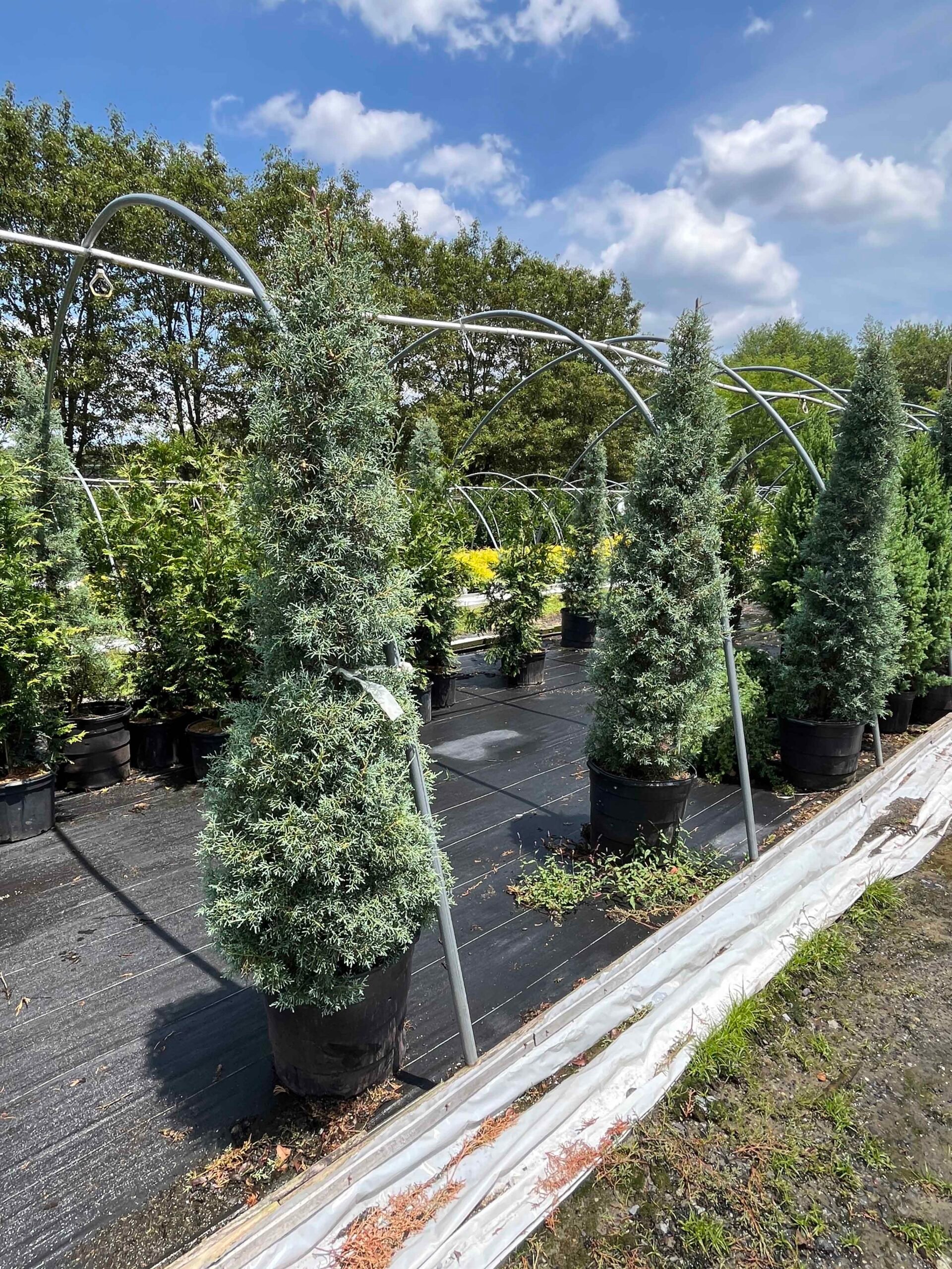 Rows of containerized columnar evergreen trees, likely Italian cypress or blue arrow juniper, staged on weed-barrier fabric at a nursery yard with arched metal irrigation frames overhead.