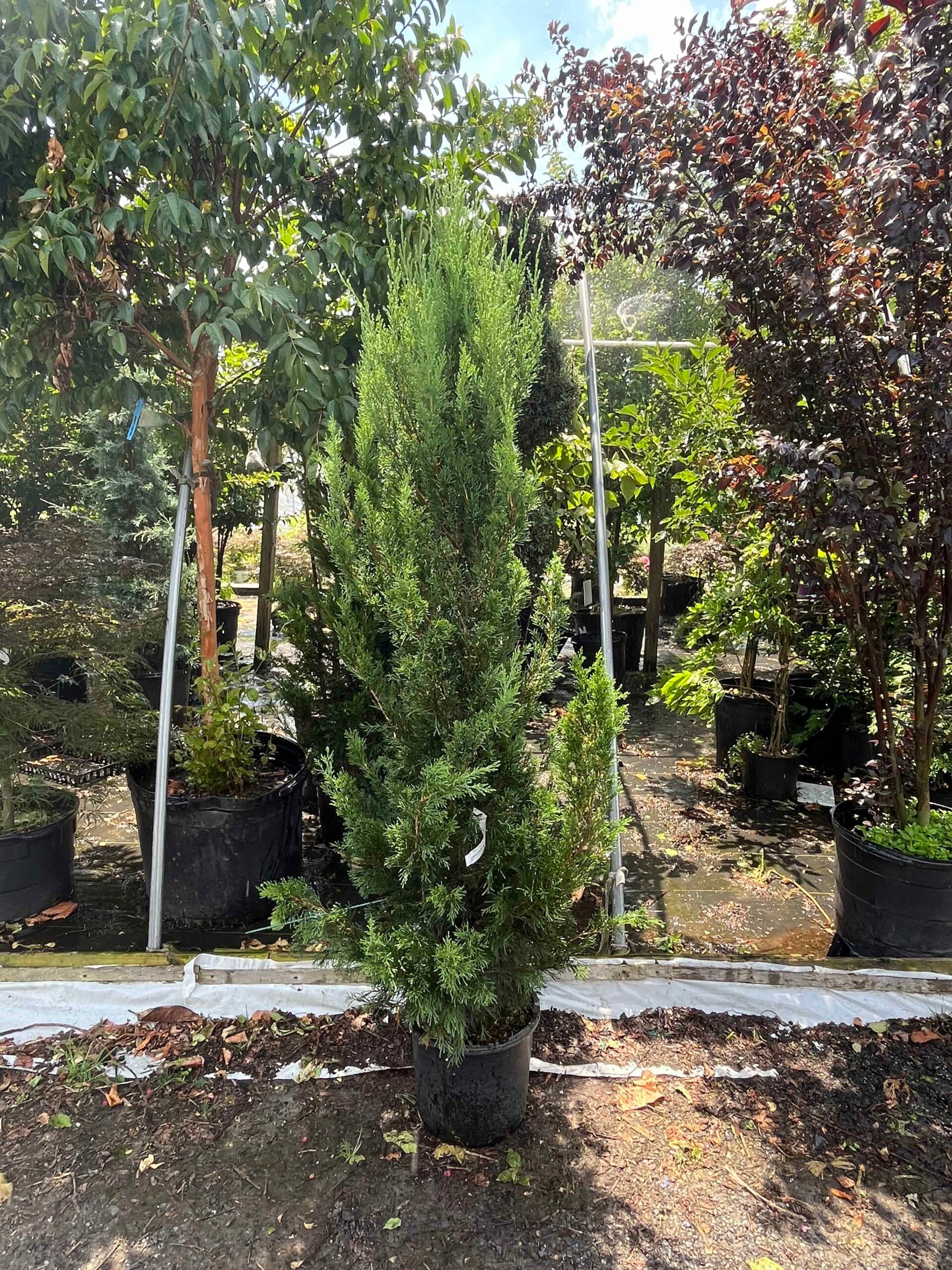 A tall columnar juniper or arborvitae in a black nursery container stands at a plant nursery, surrounded by additional container-grown trees including a dark-leafed ornamental tree. This is a pre-installation nursery selection photo.