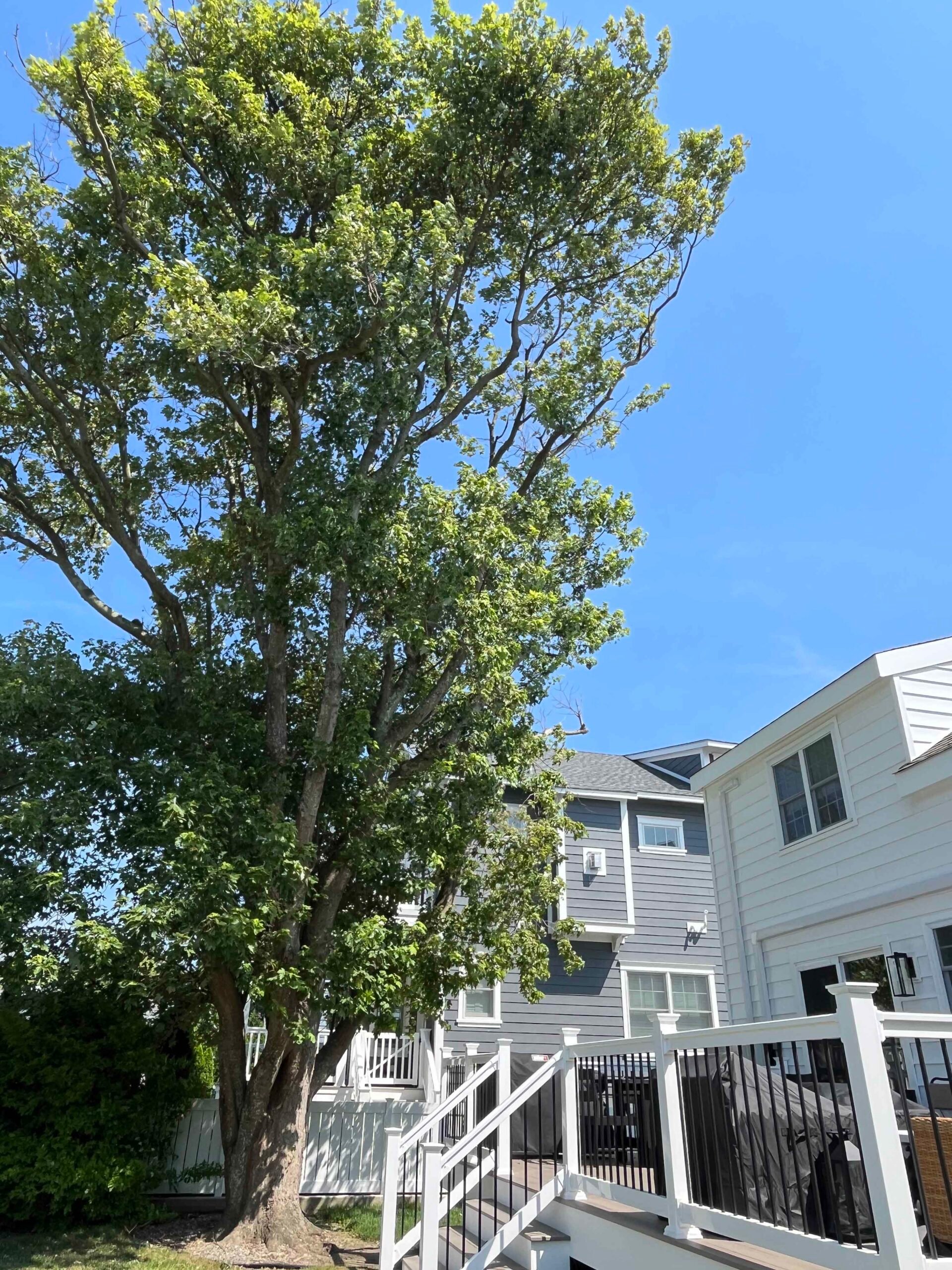A large mature deciduous tree, likely an oak or ash, stands in full summer leaf beside a white-railed rear deck and staircase of a gray two-story coastal home. The canopy extends well above the roofline.