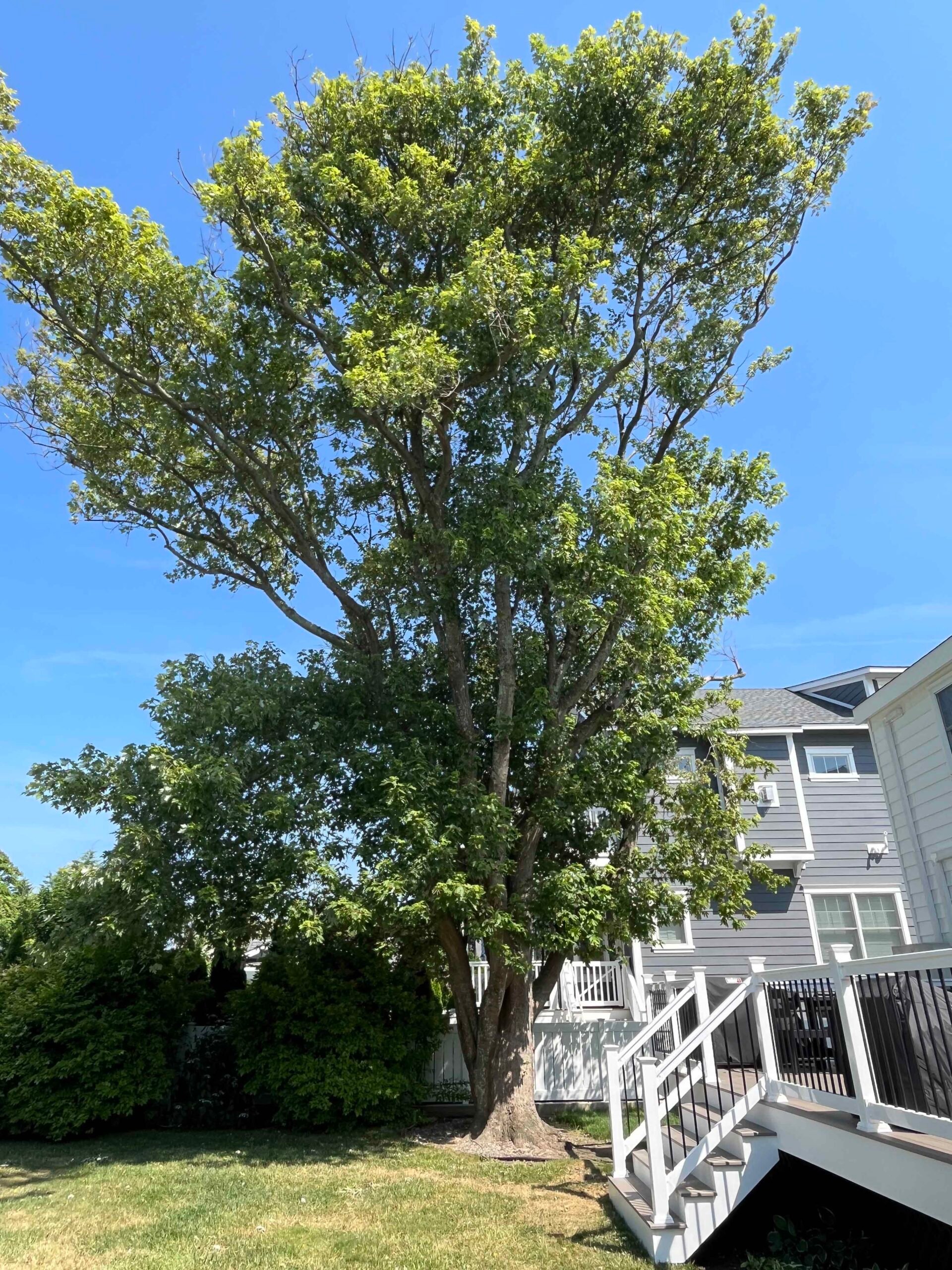A large mature deciduous tree with a multi-stemmed trunk stands in a green lawn beside a white-railed deck and stairs of a gray two-story home. The full summer canopy provides broad shade coverage over the rear yard.