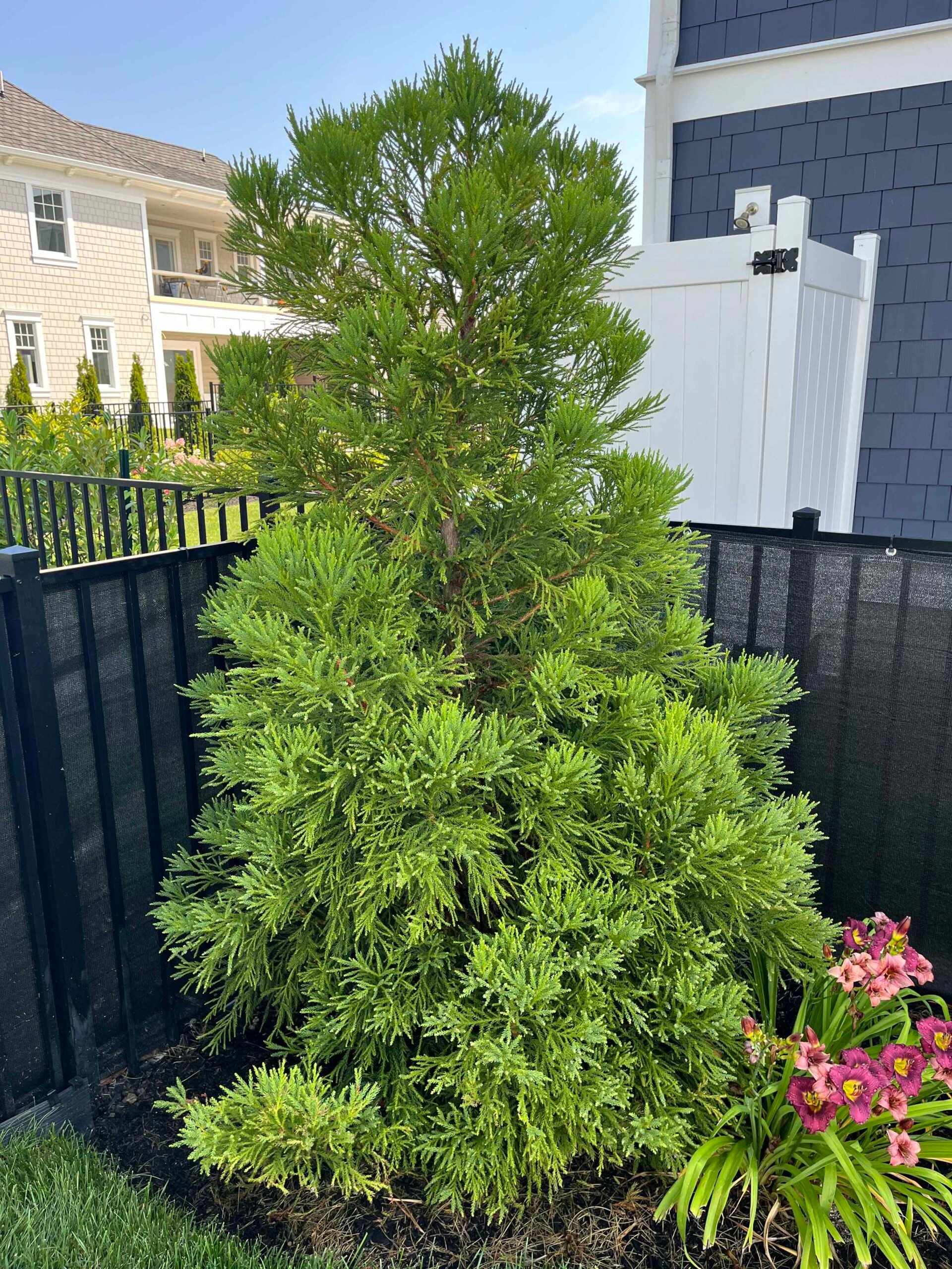 A full, upright evergreen shrub, consistent with a Hinoki cypress or compact arborvitae cultivar, grows in a dark-mulched planting bed alongside a black aluminum fence. Pink flowering annuals and ornamental grasses are planted at the shrub base.