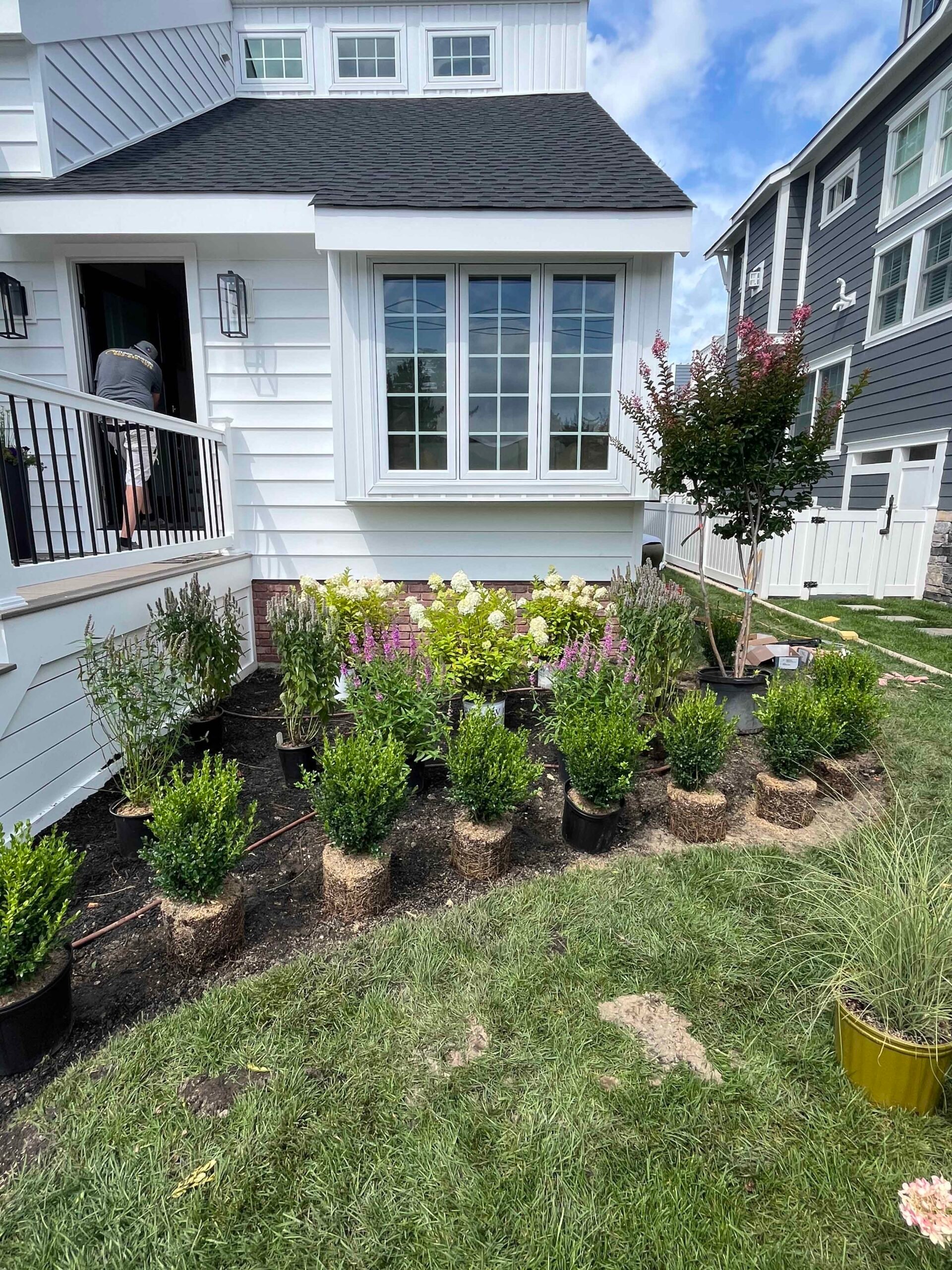 Nursery-potted boxwood shrubs, ornamental grasses, hydrangeas, and purple-flowering perennials (likely salvia) are staged in a dark-mulched planting bed in front of a white house. A crepe myrtle tree is planted in the background near a white vinyl fence, a