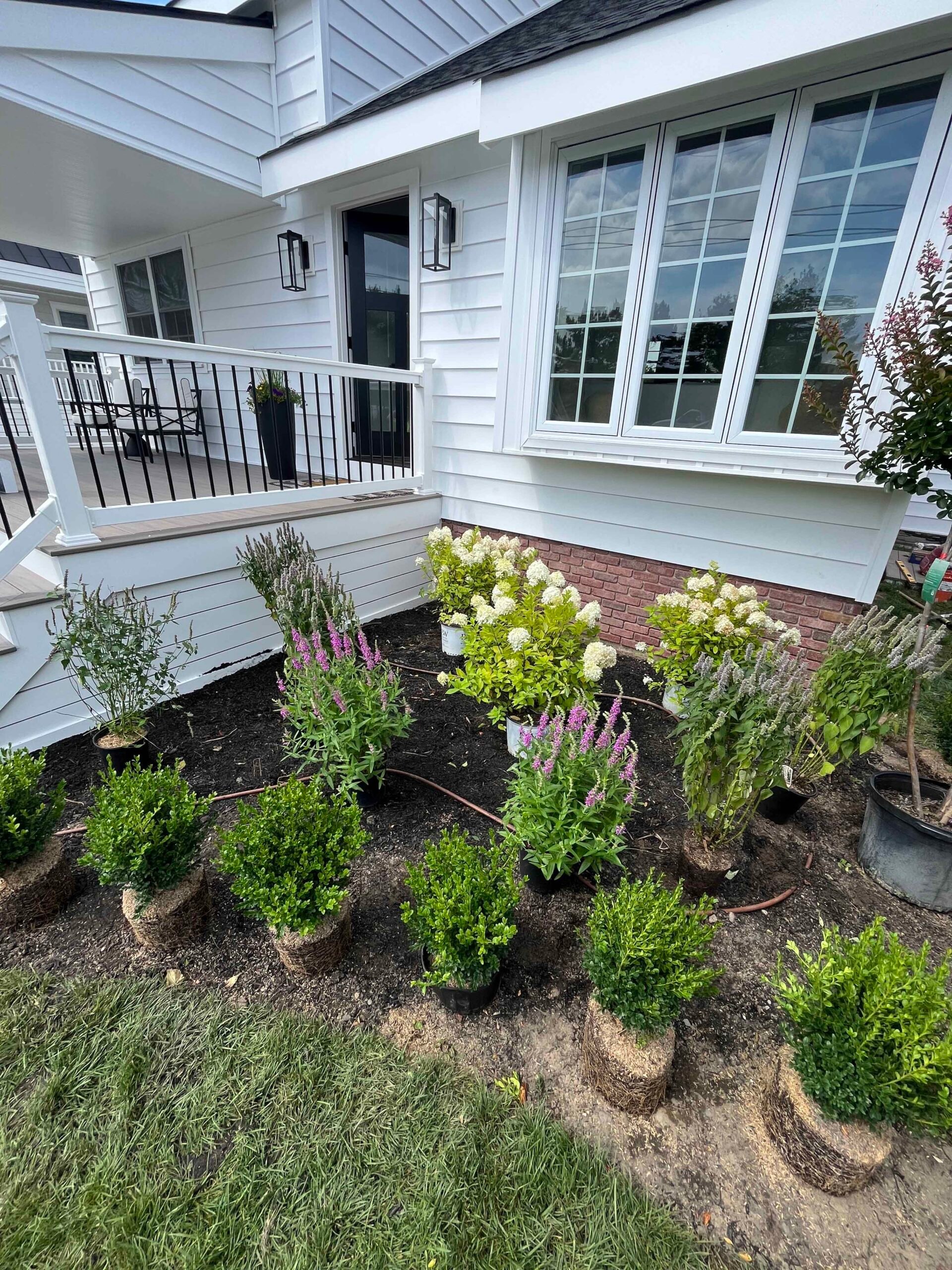 Freshly planted shrubs and perennials are staged in burlap-wrapped root balls along a house foundation bed filled with dark brown mulch, including boxwood, lavender, liriope, and panicle hydrangeas, with a white-sided house and black metal deck railing in 
