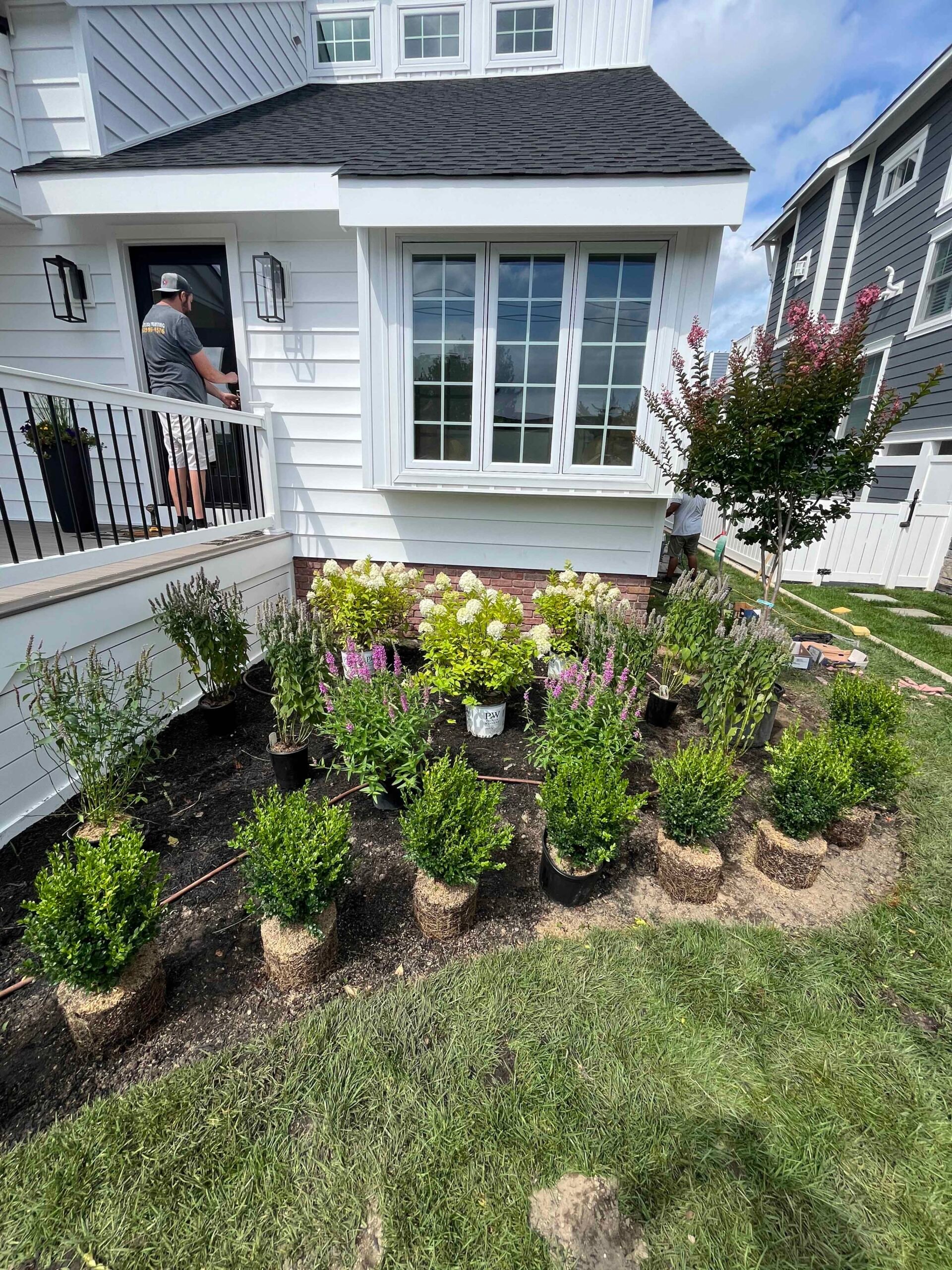A front-of-house planting bed in progress with nursery-container boxwoods lining the front edge, lavender and salvia-type perennials in the mid-layer, a white panicle hydrangea, and a crape myrtle tree at the corner, all set in dark mulch beside a freshly 