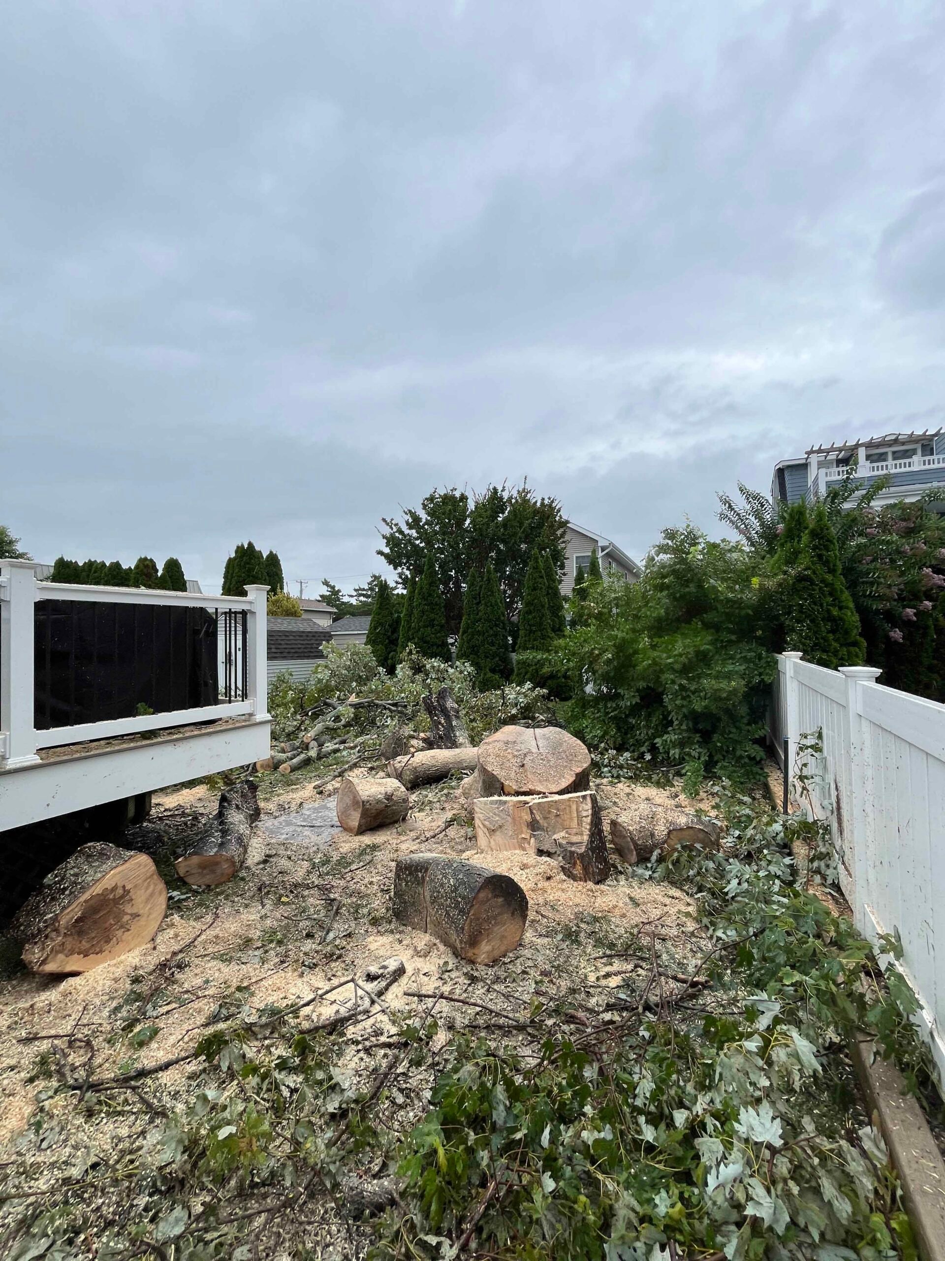 A yard clearance in progress shows multiple large tree trunks cut to rounds and scattered brush debris near a white vinyl fence, with arborvitae and overgrown trees remaining in the background. A work truck is parked at the left.
