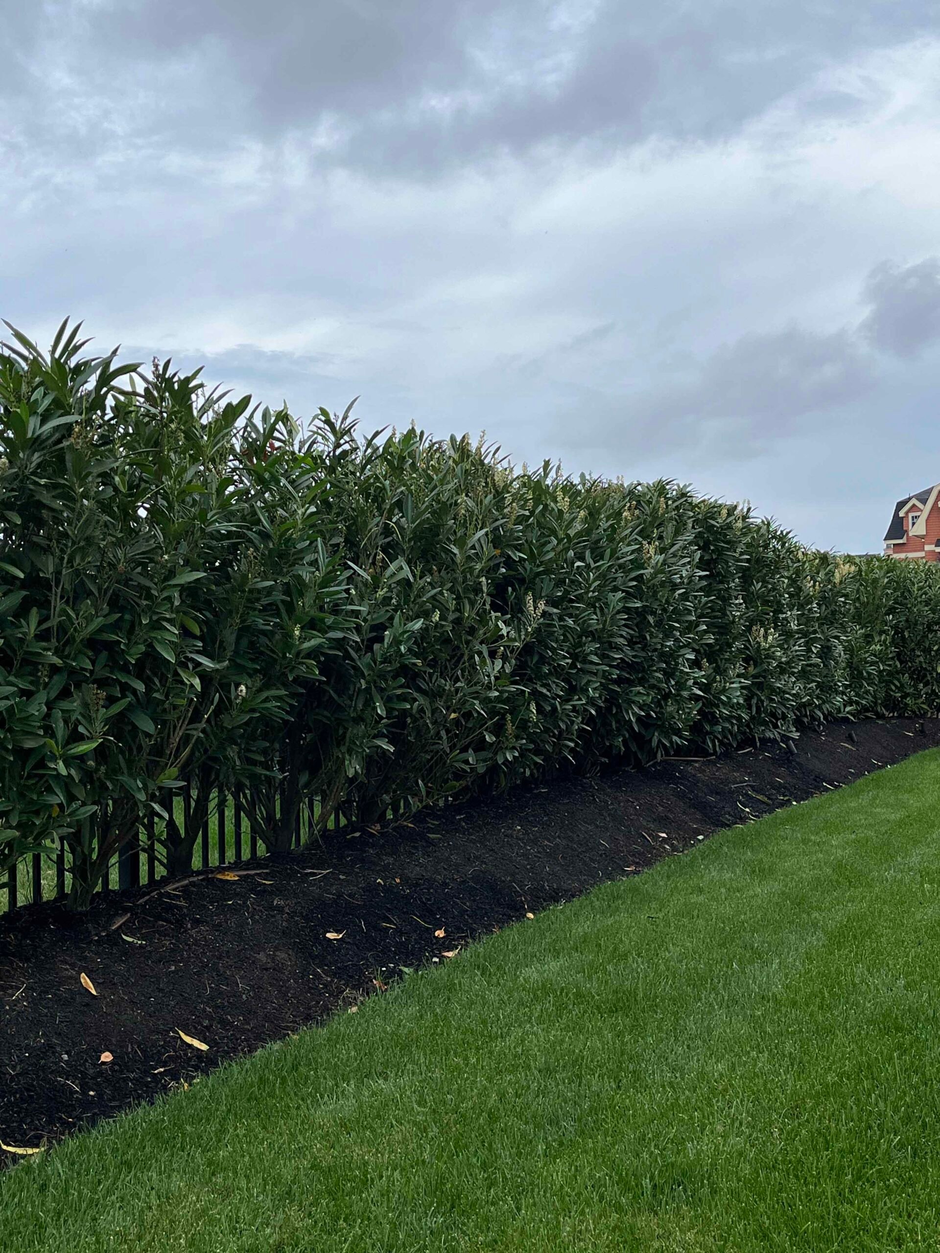 A dense, trimmed privacy hedge of cherry laurel or similar broadleaf evergreen shrub runs along a property line, backed by a black steel picket fence. A freshly mulched bed with dark black mulch borders a well-maintained green lawn.