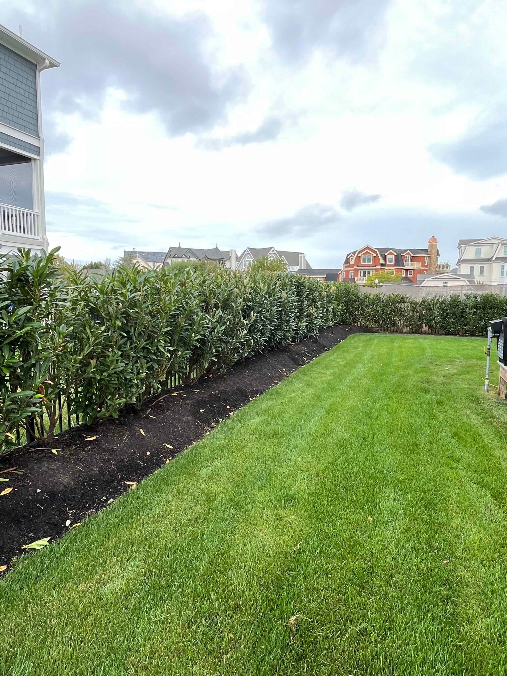 A dense row of broad-leaf evergreen shrubs, consistent in height, runs along the rear property line as a privacy screen. A freshly mulched bed with dark black mulch borders the hedge, and the adjacent lawn is freshly mowed with visible mow lines.