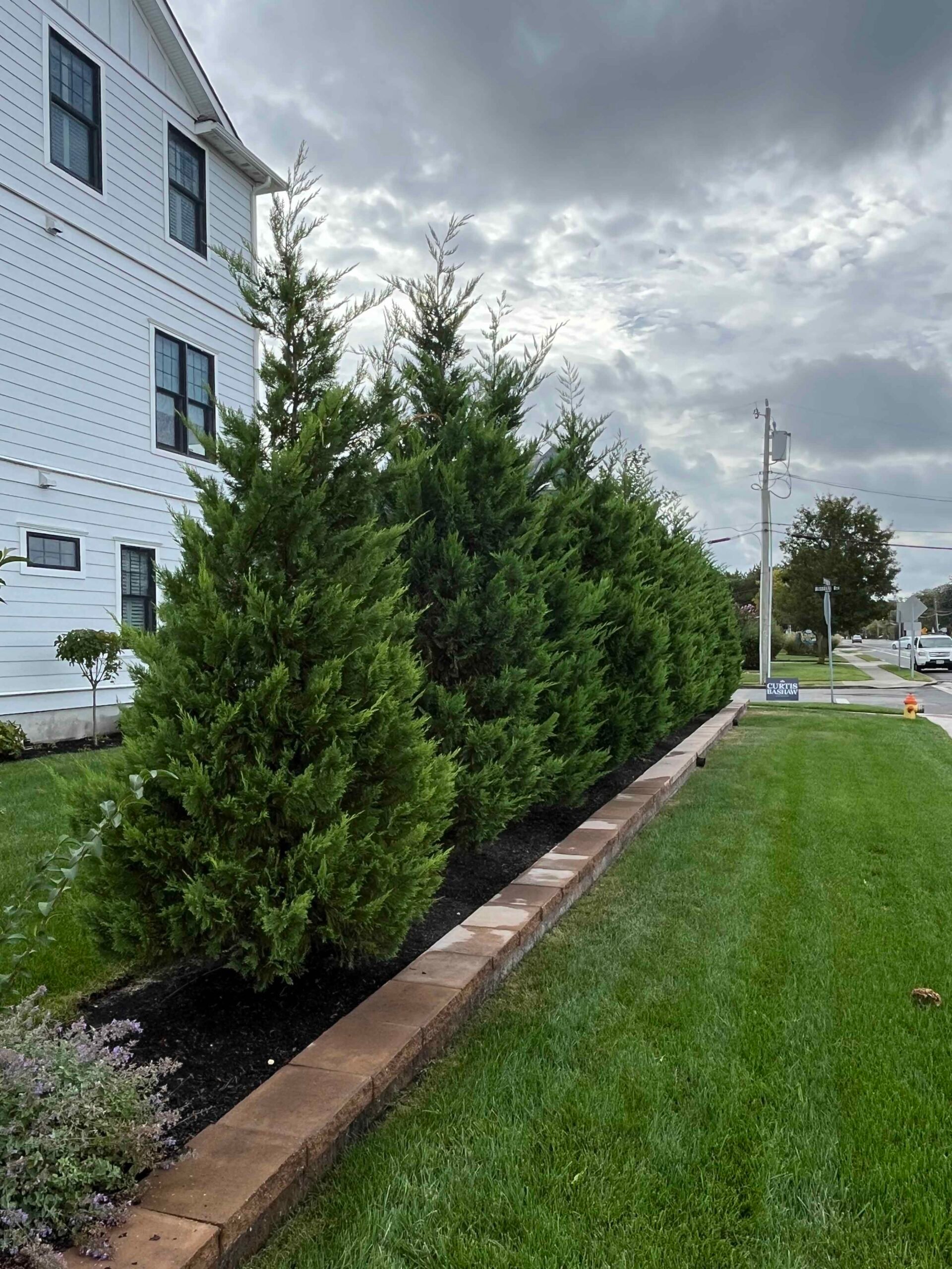 A row of mature Leyland cypress trees forms a tall evergreen privacy screen along the side of a white clapboard building. The planting bed is filled with dark black mulch and bordered by a single course of tan/brown concrete paver edging; a mowed lawn runs