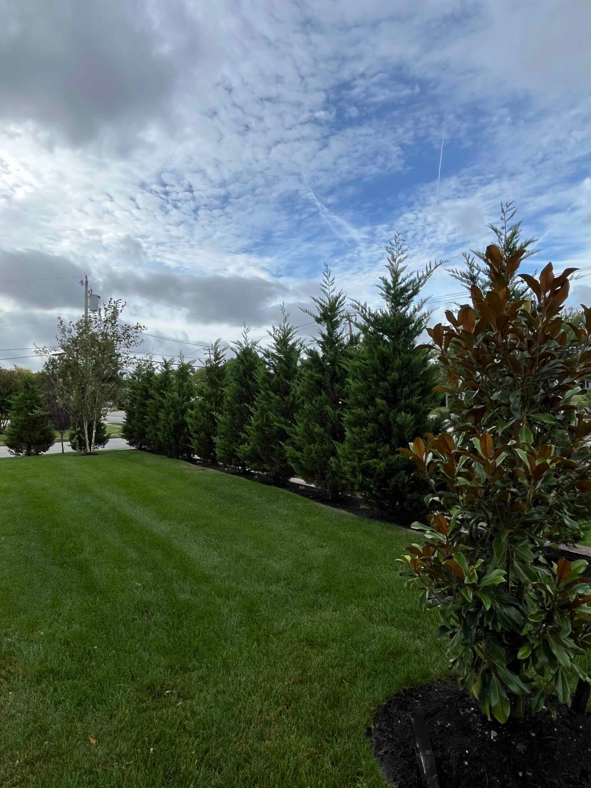 A long row of arborvitae trees is planted in a dark-mulched bed along the edge of a freshly mowed lawn with visible mowing stripes. A young Southern magnolia with glossy leaves stands in the foreground right, and a birch tree is visible in the background l