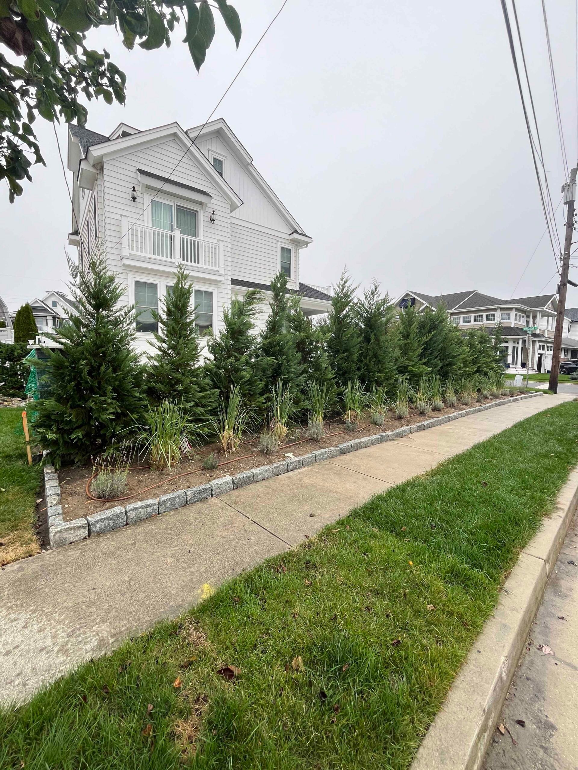 A row of young evergreen trees, likely Green Giant arborvitae or Leyland cypress, lines a residential property along a sidewalk, planted in a bed with ornamental grasses and bordered by a concrete block retaining edge.
