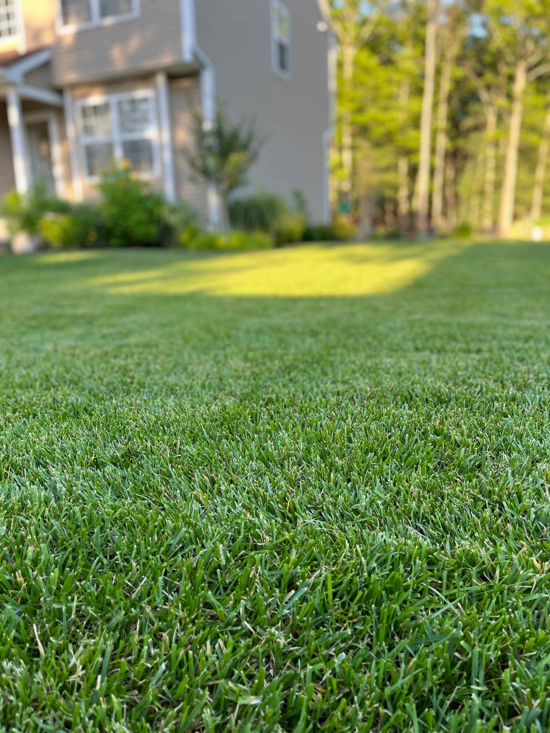 A low-angle view of a dense, uniformly mowed cool-season turf lawn extends toward a two-story house with foundation shrubs and tall pine trees in the background. The grass is thick and even with no visible bare spots.