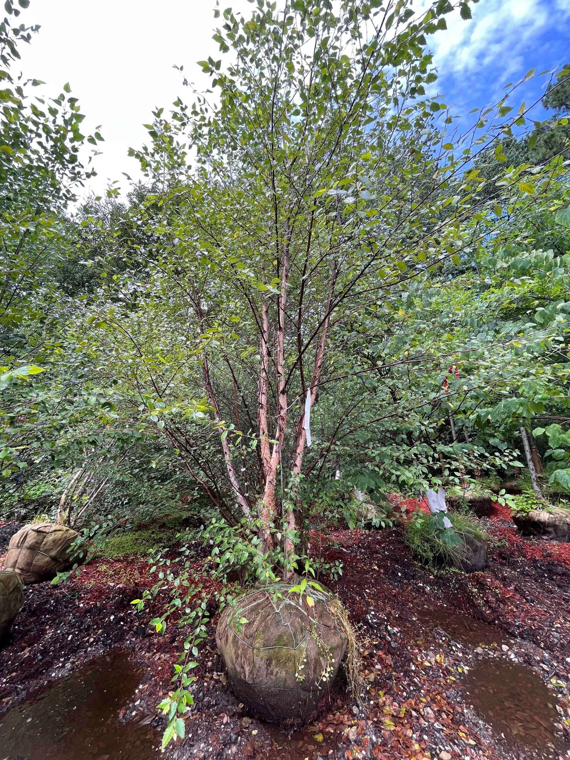 A multi-stem river birch tree with distinctive peeling copper-toned bark is planted in a bed of dark reddish-brown shredded mulch alongside a large moss-covered fieldstone boulder. The surrounding planting bed contains mixed deciduous shrubs and groundcove