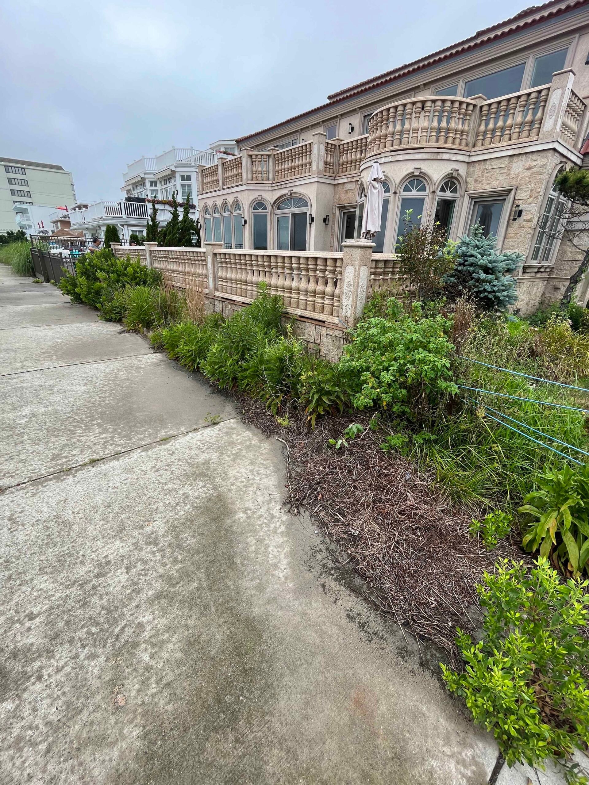 A long planting bed along a concrete sidewalk in front of a Mediterranean-style stone building contains dense, overgrown mixed shrubs including ornamental grasses, broadleaf evergreens, and a blue spruce, with sparse dark mulch visible between plants. This