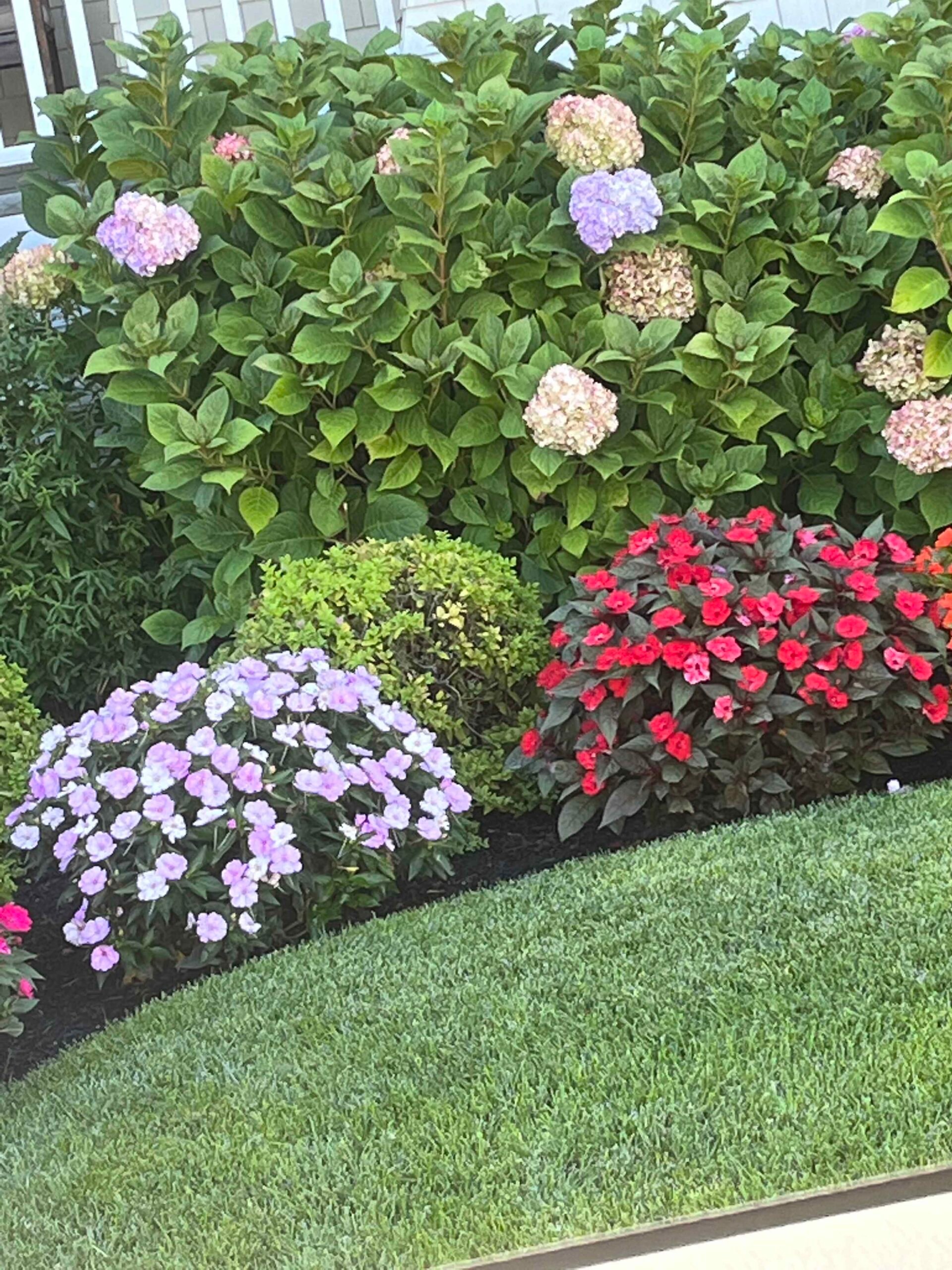 A curved planting bed contains large mophead hydrangea shrubs in bloom with pink, purple, and fading white flower heads, flanked by mounded impatiens in purple and red with dark foliage. A trimmed boxwood ball sits at center. The bed is mulched with dark b
