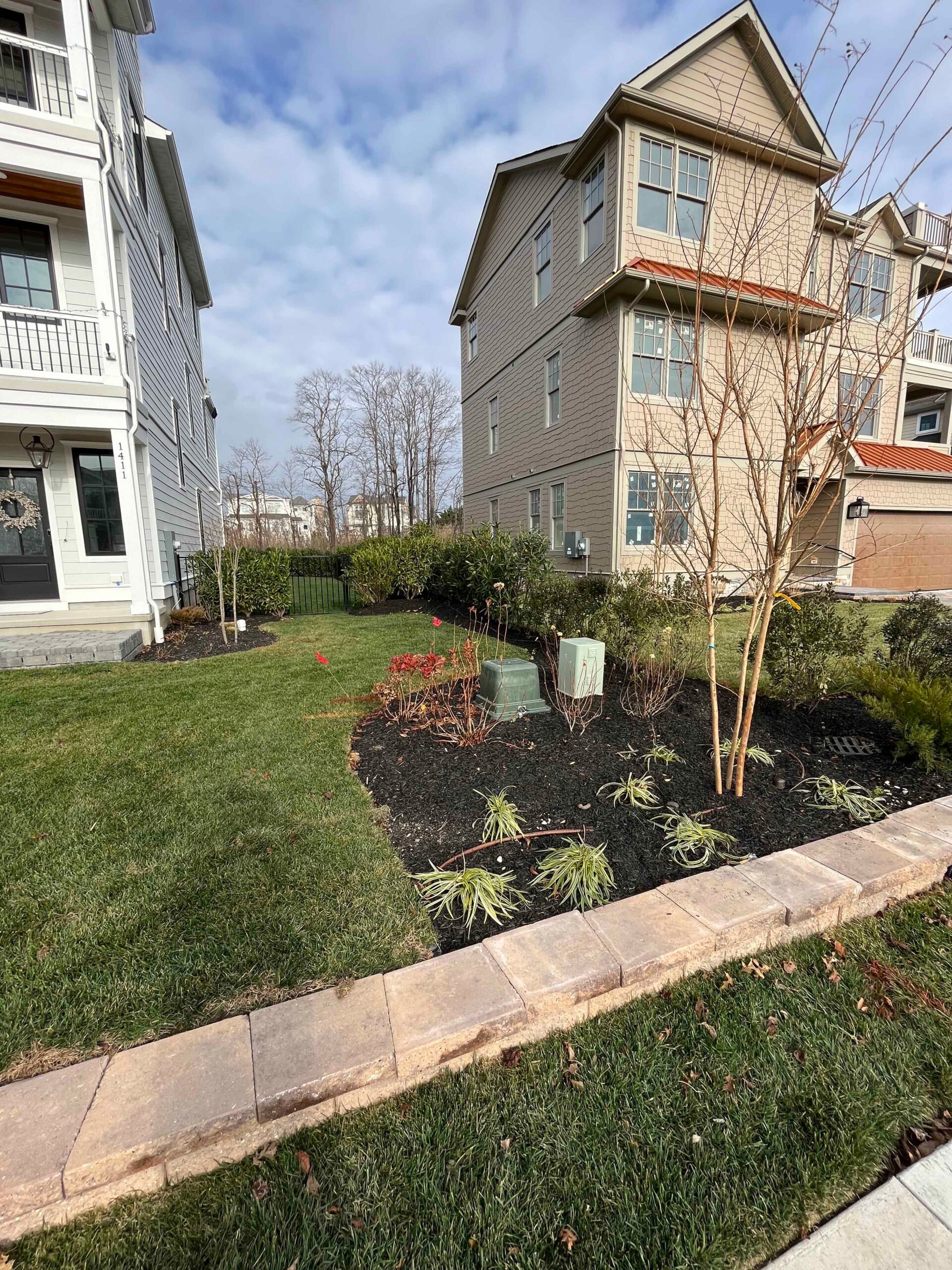 A side-yard planting bed with dark black mulch features multi-stem crape myrtle trees, low ornamental grasses, small flowering shrubs, and mixed perennials bordered by a concrete paver curb along a green lawn. The trees are bare, indicating a late fall or 