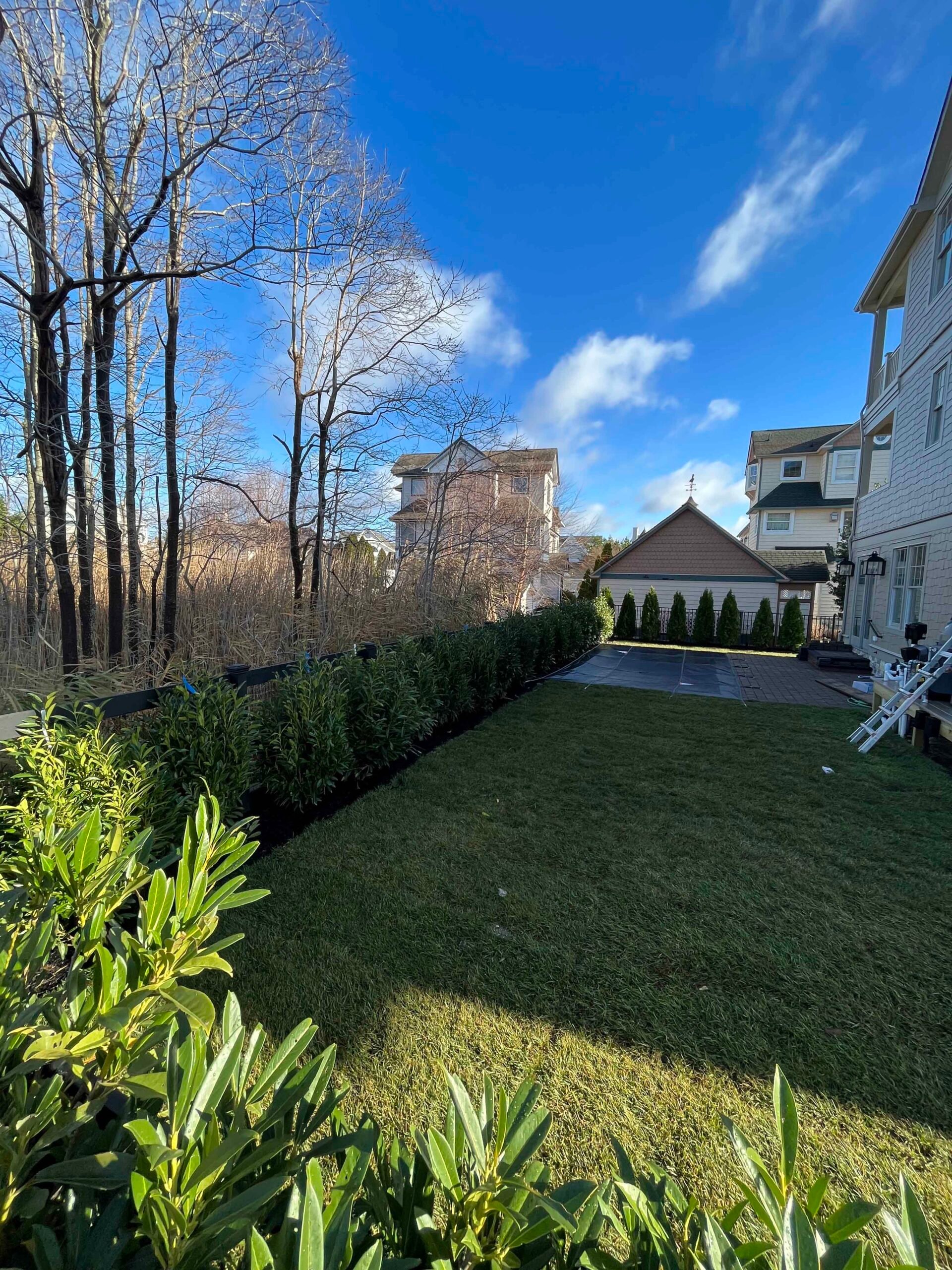 A newly planted row of arborvitae runs along the rear property line of a residential yard, set in a dark mulch bed, with broadleaf evergreen shrubs in the foreground and bare deciduous trees visible beyond the fence line.